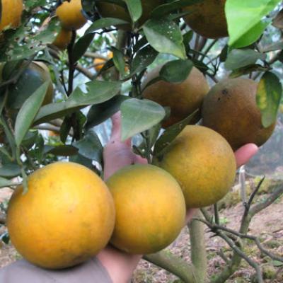 Trái cây miền Trung 3