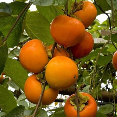 Trái cây miền Trung 5