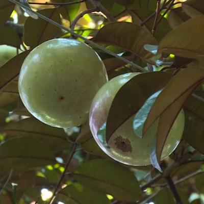 Trái cây miền Nam