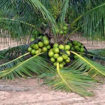 Các loại Trái cây 4