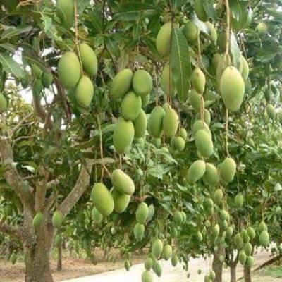 Các loại Trái cây 6