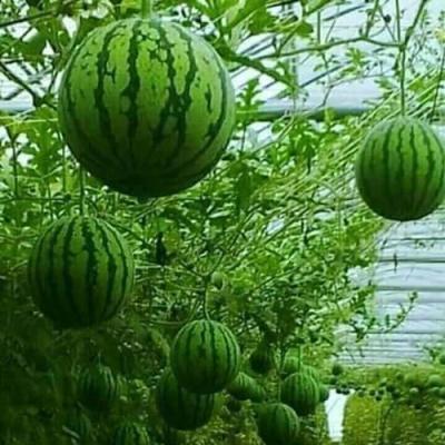 Các loại Trái cây 9