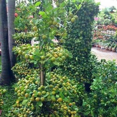Các loại Trái cây 10
