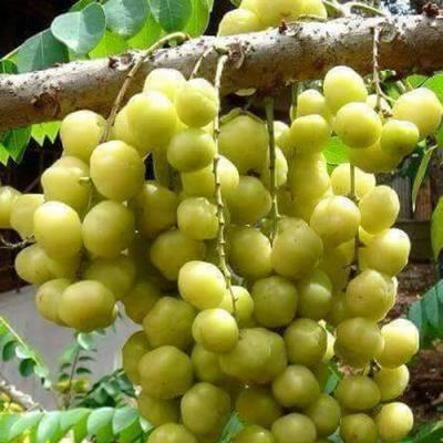 Các loại Trái cây 16