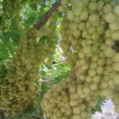 Các loại Trái cây 11