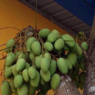 Các loại Trái cây 12