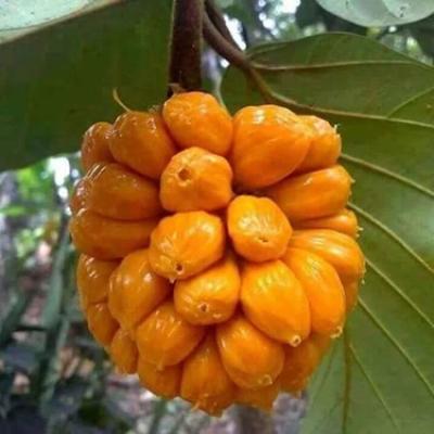Các loại Trái cây 13